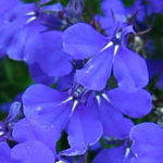 Afbeelding Lobelia erinus Riviera Midnight Blue